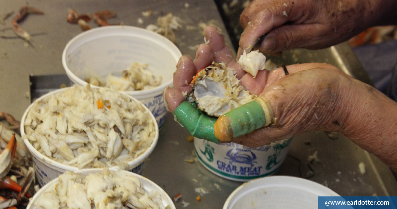 A crabpicker removes the meat of a crab with a knife.