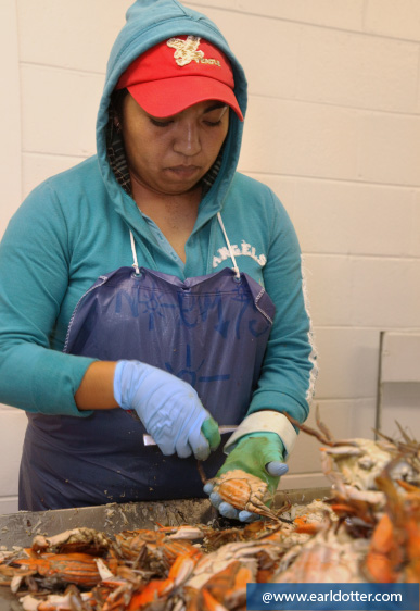 A crabpicker breaks down a crab