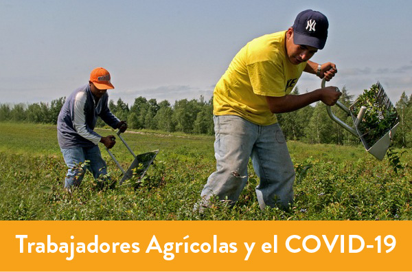 Farmworkers harvesting blueberries