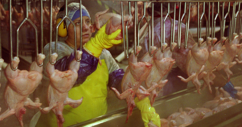 A worker in a chicken processing plant