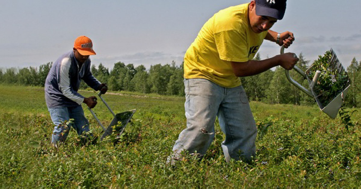 Farmworkers harvesting blueberries