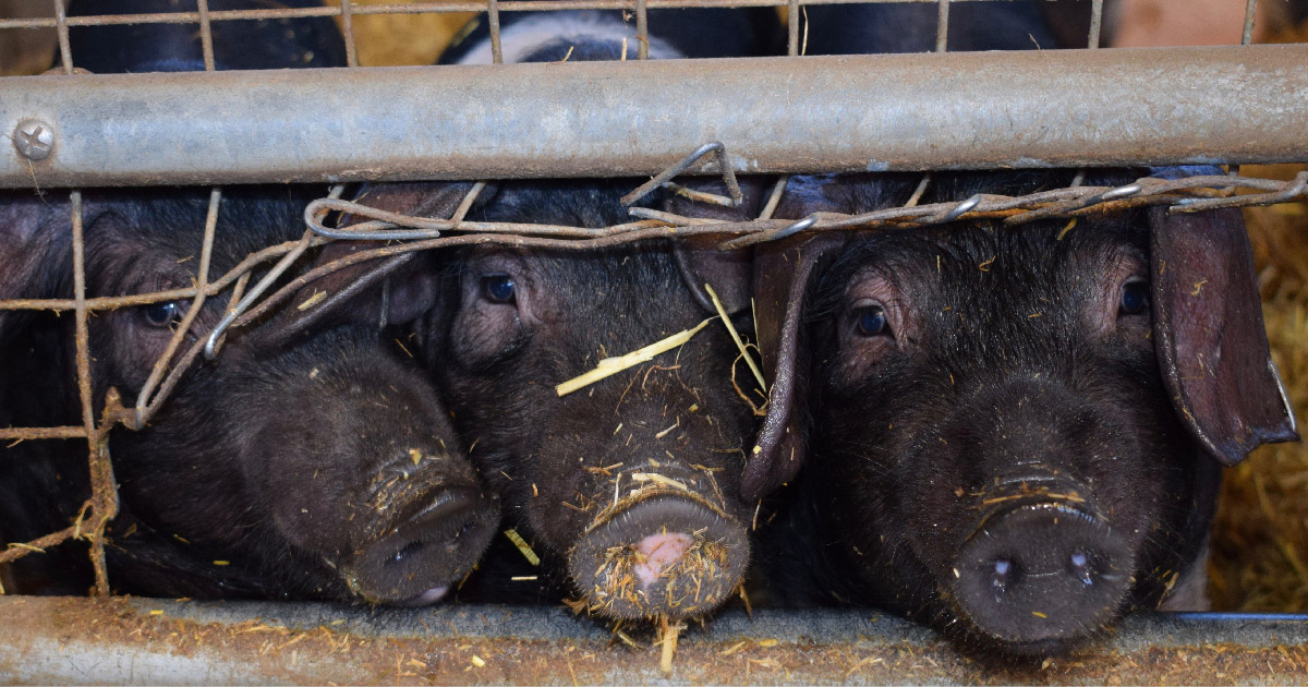 pigs in cage