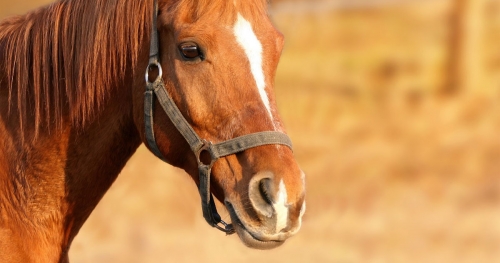 keeping safe on the horse farm