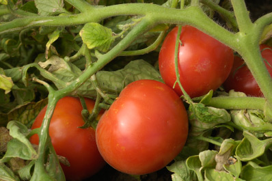 Tomatoes