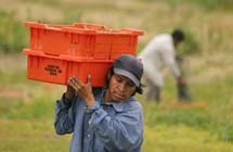 PHOTO: Man working the fields