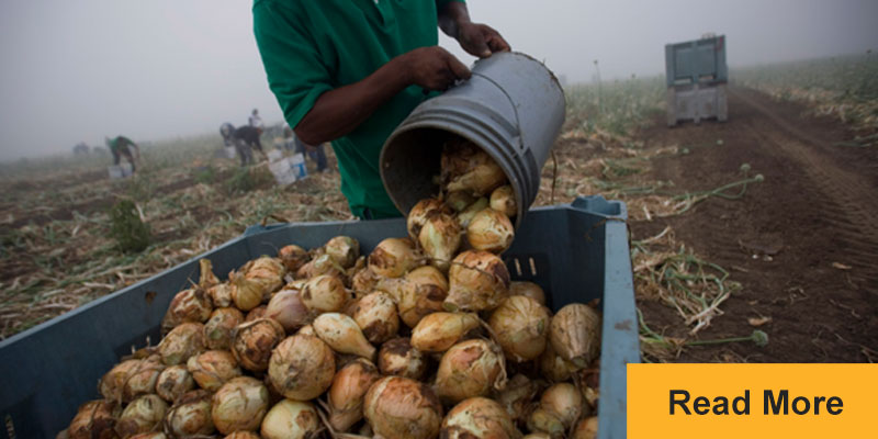 Worker pouring onions out of bucket